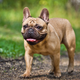 Image for article titled More States Expanding Hunting Season To Combat Rising French Bulldog Population